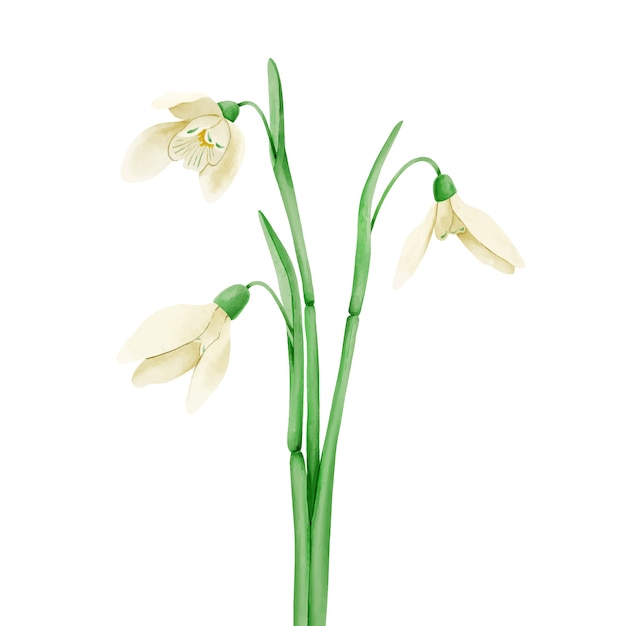 Watercolor snowdrop flower illustration