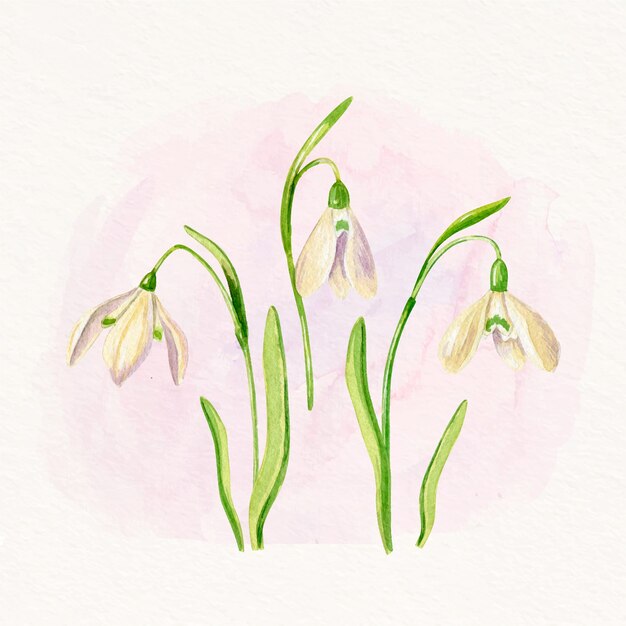 Watercolor snowdrop flower illustration