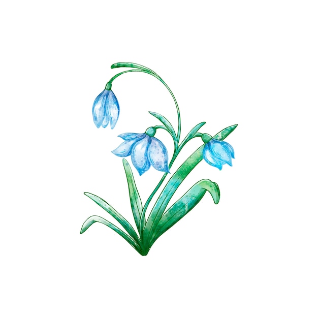 Watercolor snowdrop illustration