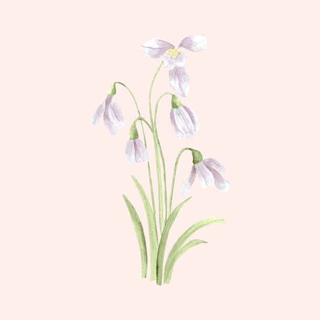 Watercolor snowdrop illustration