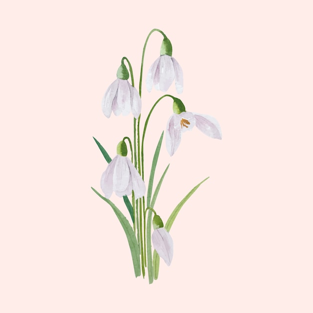 Watercolor snowdrop illustration