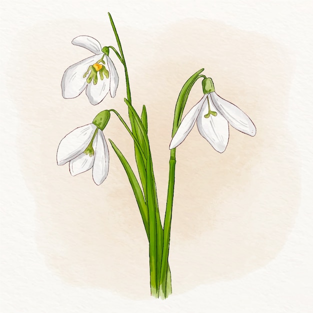 Watercolor snowdrop illustration