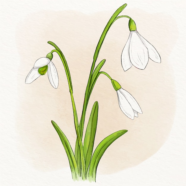 Watercolor snowdrop illustration