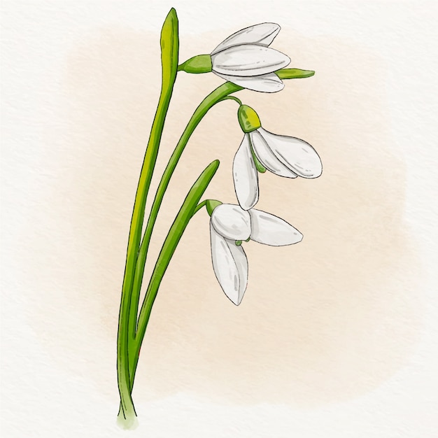 Watercolor snowdrop illustration