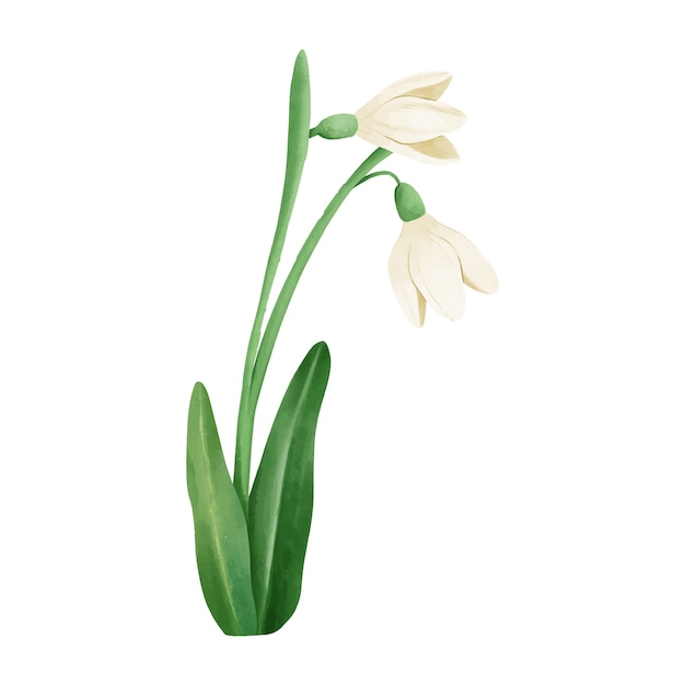 Watercolor snowdrop illustration