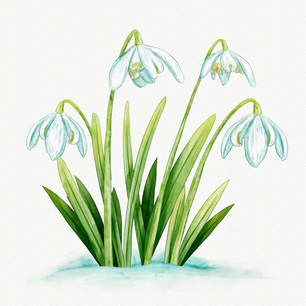 Watercolor snowdrop illustration