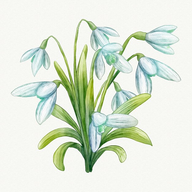 Watercolor snowdrop illustration