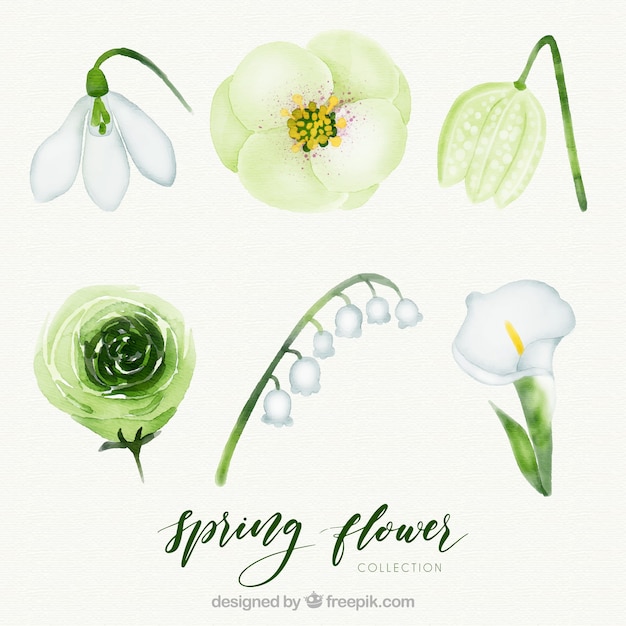 Watercolor spring flower collection