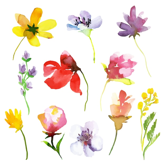 Watercolor spring flower collection