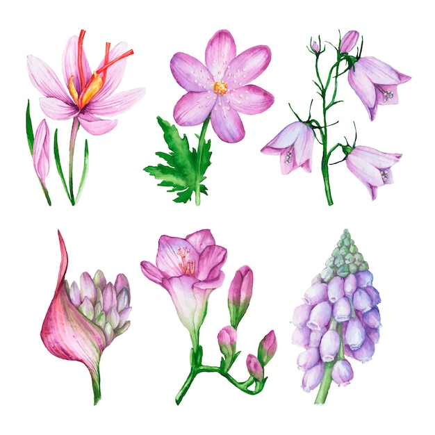 Free Vector watercolor spring flower collection