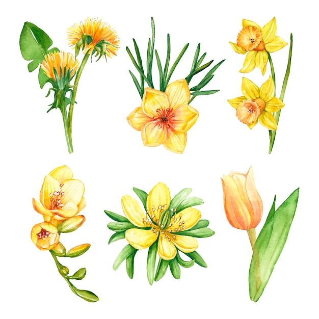 Free Vector watercolor spring flower collection