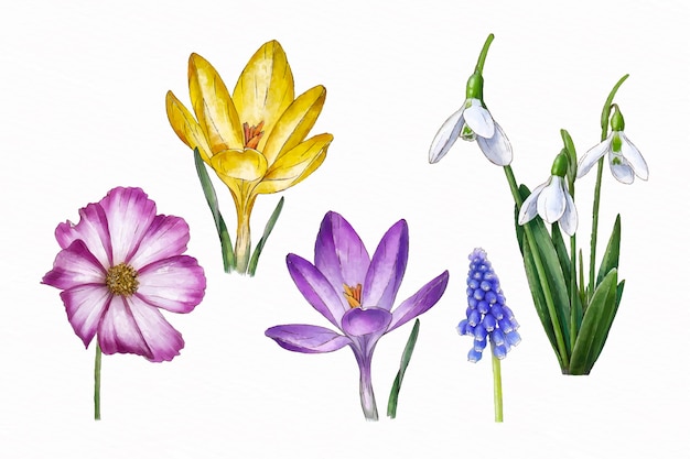 Free Vector watercolor spring flower pack