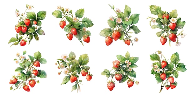 Free Vector watercolor strawberry clipart