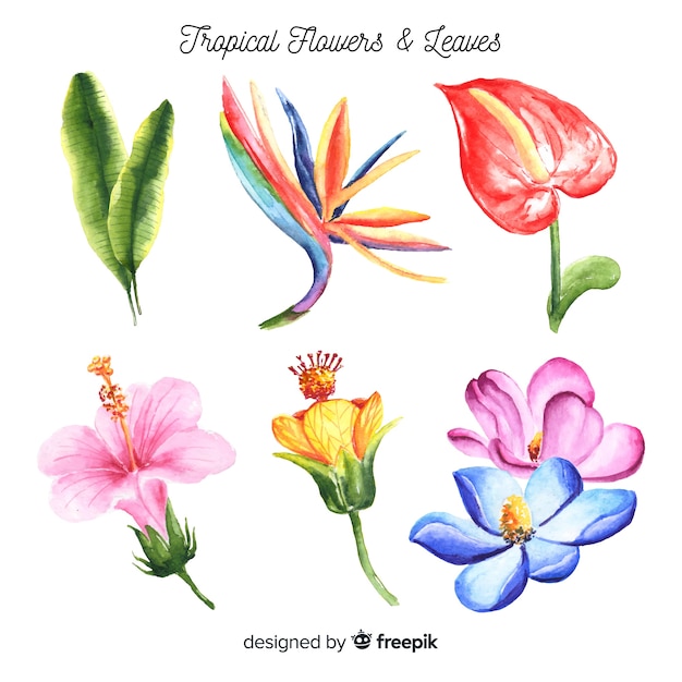 Watercolor tropical flowers and leaves pack