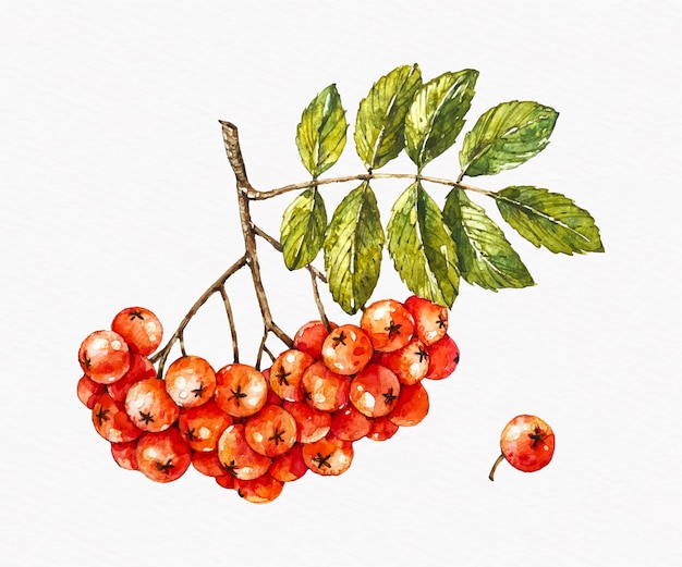 Free vector watercolor viburnum illustration