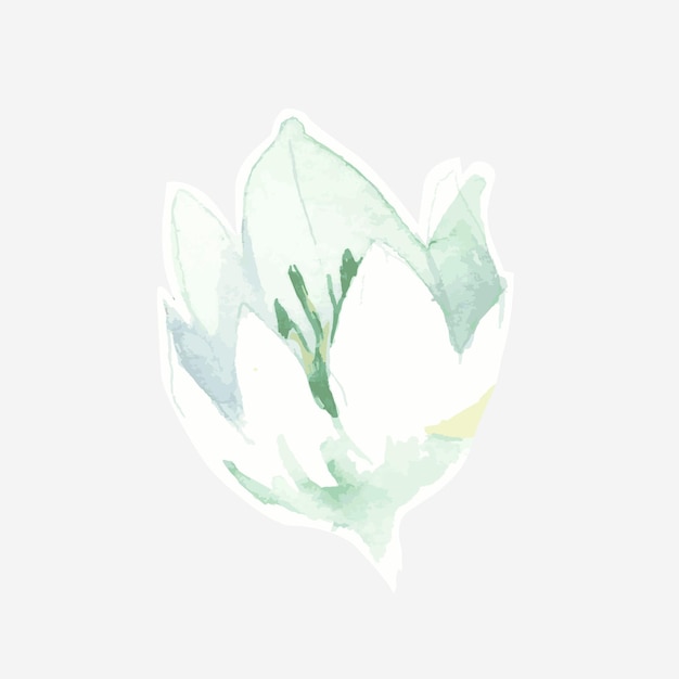 Watercolor white lily hand drawn design element