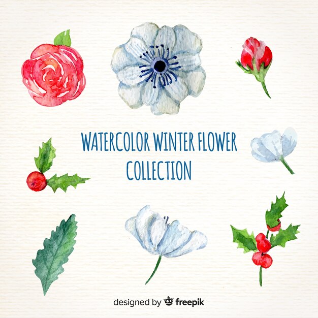 Watercolor winter flower collection