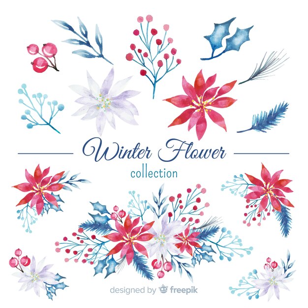 Watercolor winter flower collection