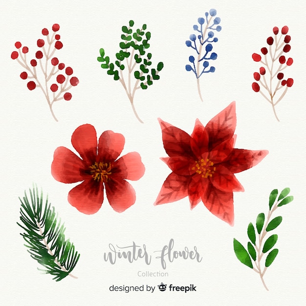 Watercolor winter flower collection