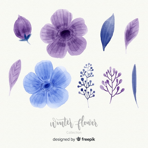 Watercolor winter flower collection