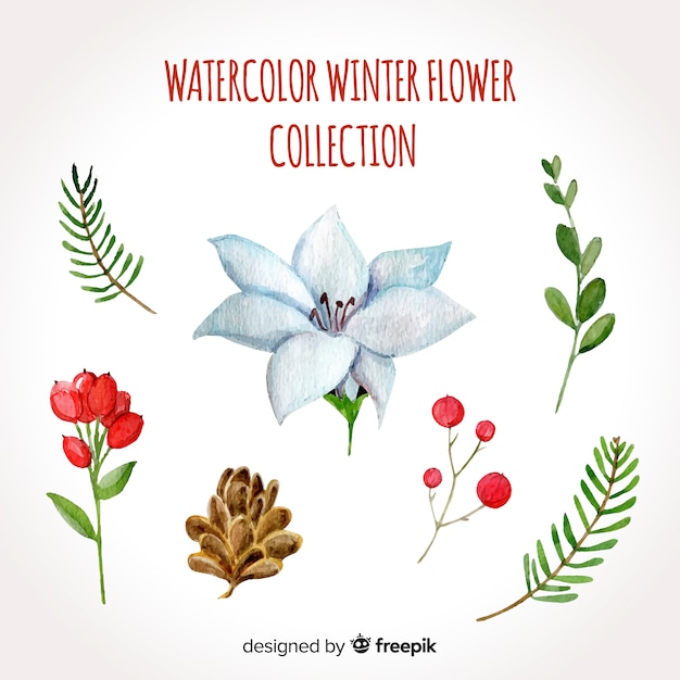 Watercolor winter flowers collection