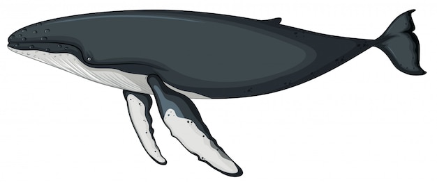 Free vector a whale character on white background