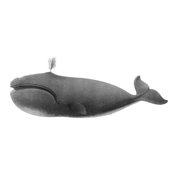 Whale 