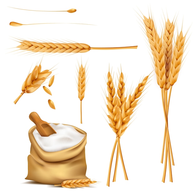 Free vector wheat ears, grains and flour in sack vector set