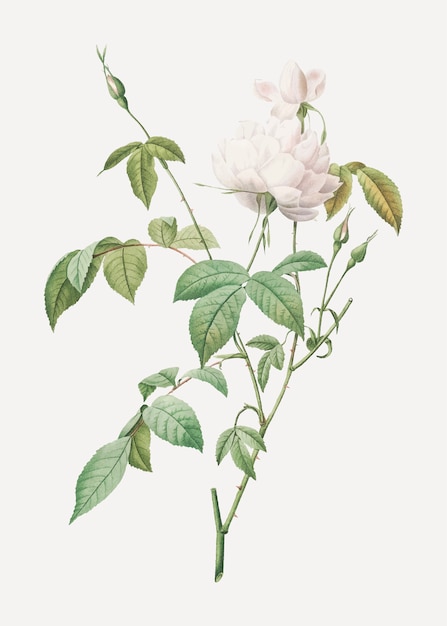 Free Vector white bengal rose in bloom