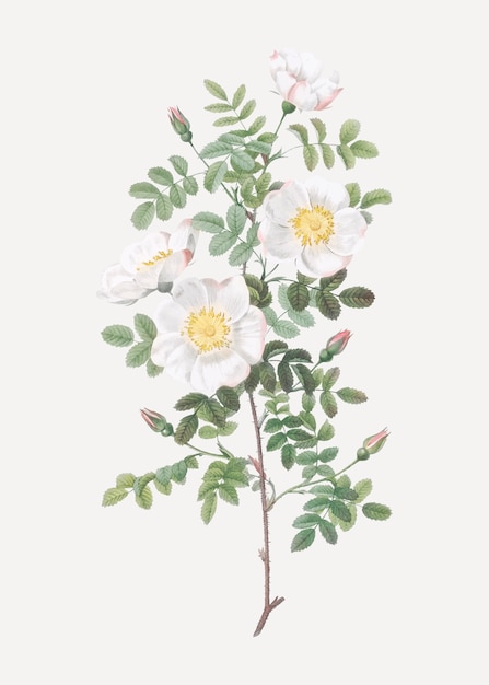 Free Vector white burnet roses