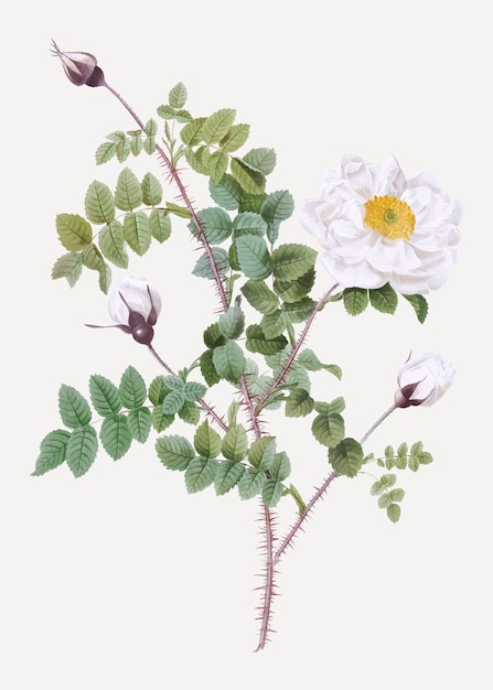 Free Vector white burnet roses