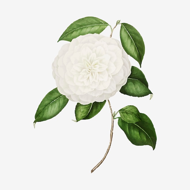 White Camellia rose flower