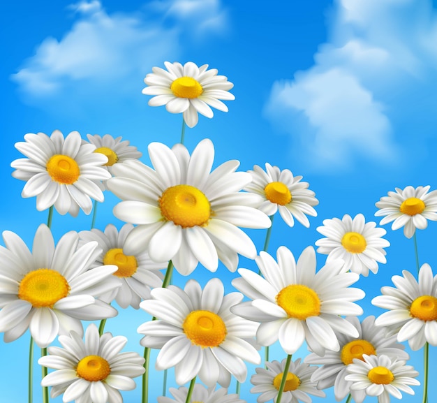 Free Vector white daisy chamomile flowers 