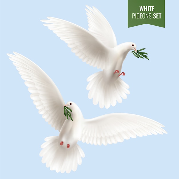 White dove set with olive branch