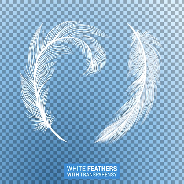 White fluffy feathers realistic transparent effect