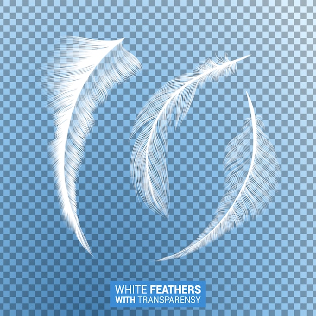 White fluffy feathers realistic transparent effect