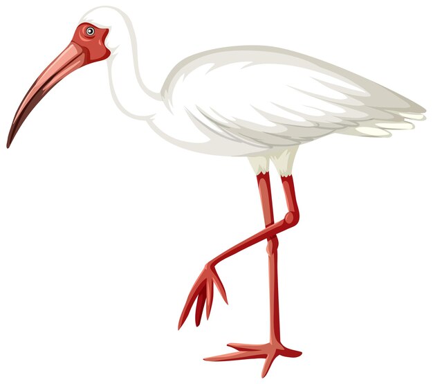 White Ibis in cartoon style on white background