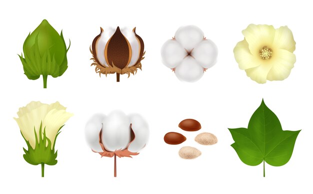 Free Vector white realistic and 3d cotton set with steps of grow flower on white