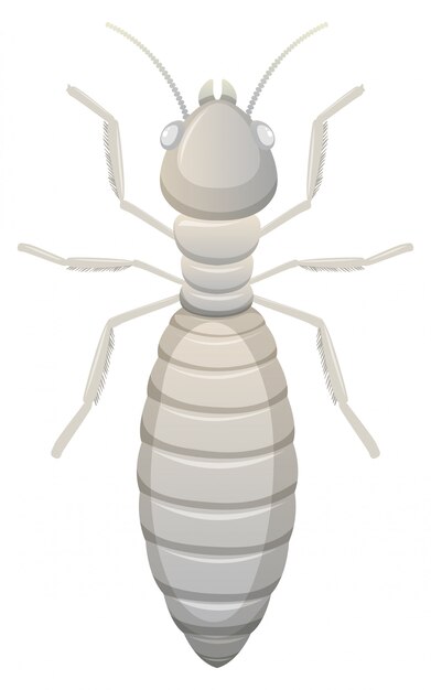 White termite white background