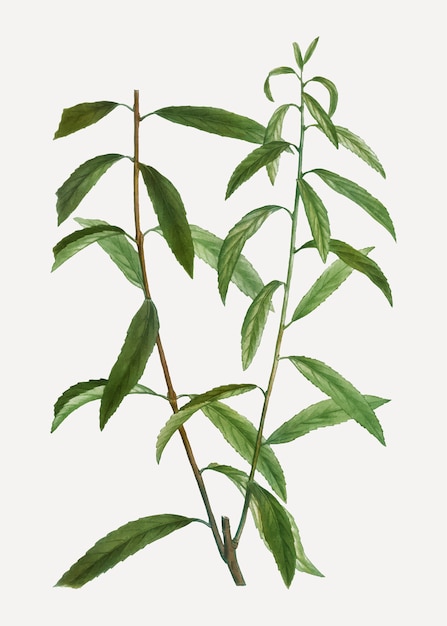 Free Vector white willow branch