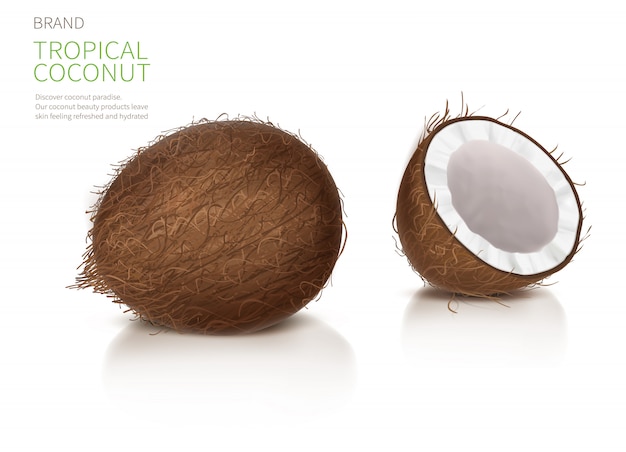 Free Vector whole and half broken coco nut