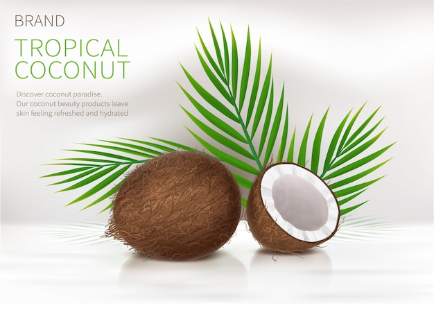 Free Vector whole and half broken coco nut