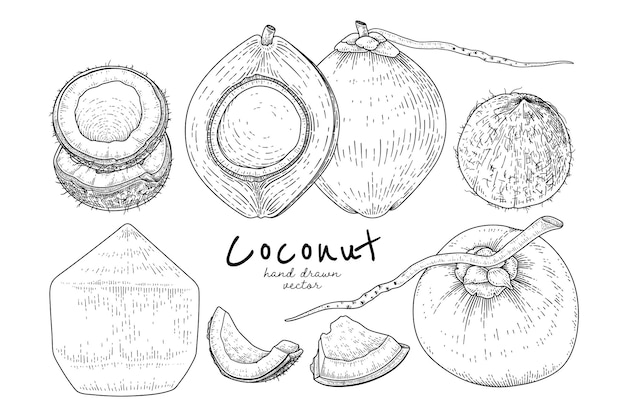 Whole half shell and meat of Coconut hand drawn Hand drawn Sketch retro style