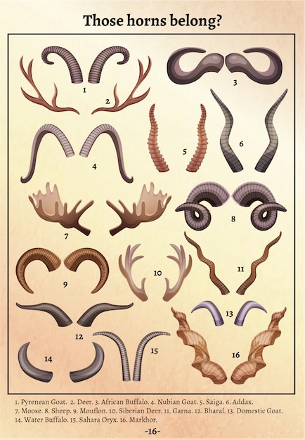 Wild animals horns anthers varieties old retro educational poster with ciphers and matching names footnote  illustration