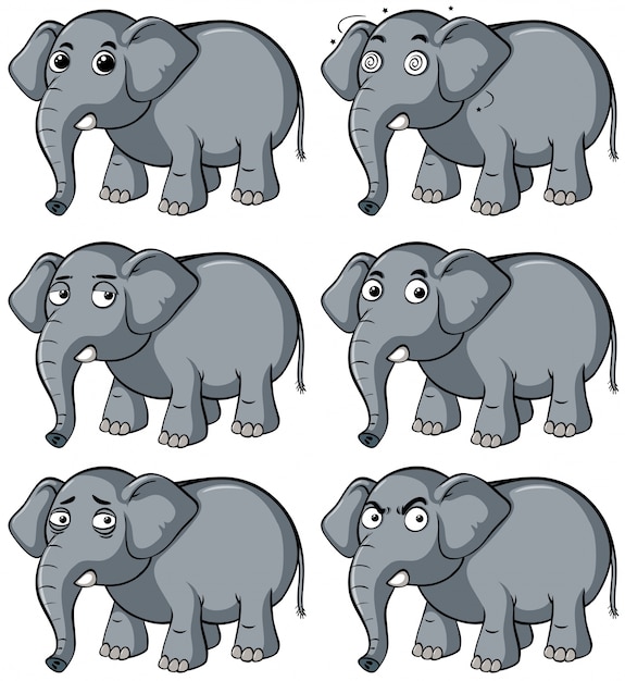 Wild elephant with different facial expression