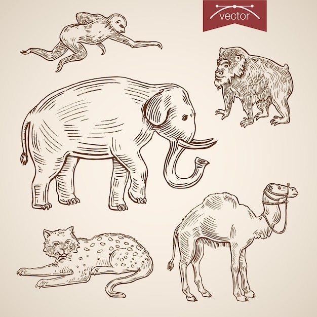 Free Vector wild life zoo friendly funny animal icon set.