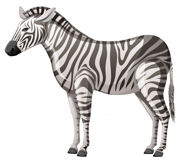 Wild zebra standing alone on white background