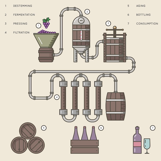 Free Vector wine making process or winemaking. process production beverage from grape