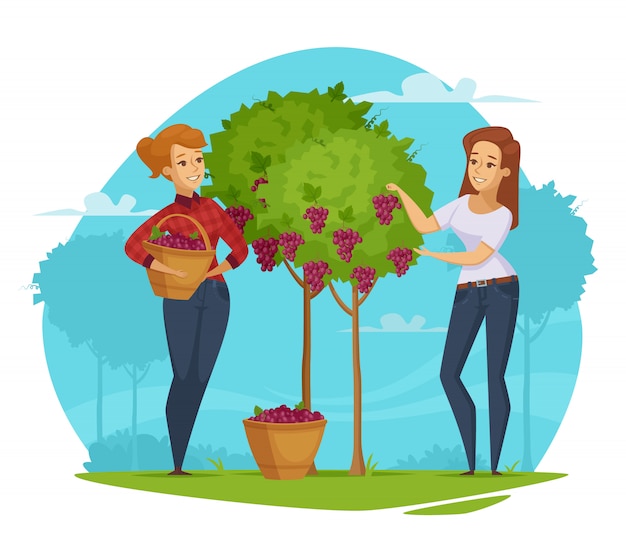 Free Vector winery grape harvesting cartoon composition 