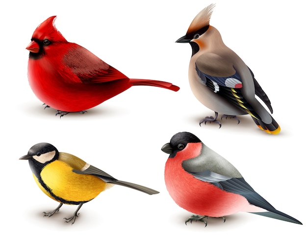 Free vector winter birds set